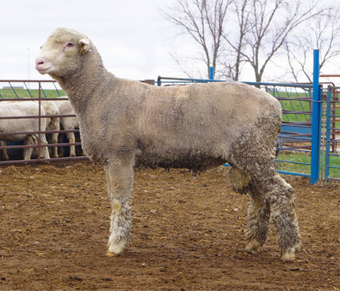 Production Corner - Columbia Sheep Breeders Association