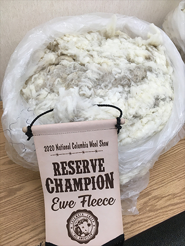Reserve Champion Ewe Fleece