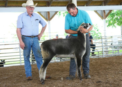 1st NC Fall Ewe Lamb - Frey